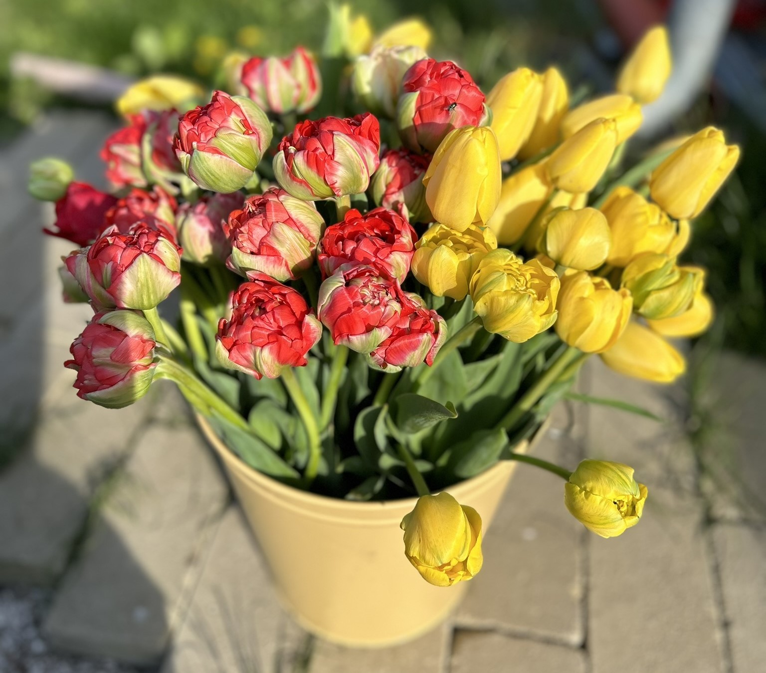 kytica tulipánov